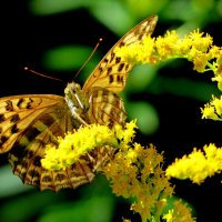 опять про бабочек...112 :: Александр Прокудин