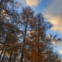 Лиственницы :: Сапсан 