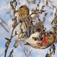 чечётки :: gawrilа - dan