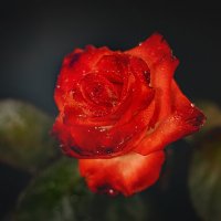 * :: Svetlana Galvez