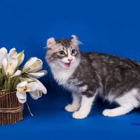 Aмериканский кёрл :: Светлана Ищенко Aмериканский кёрл :: Светлана Ищенко