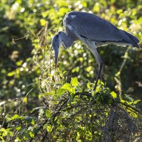 Большая голубая цапля. :: Alexander Amromin