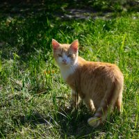 Кошка :: Александр Лычагин