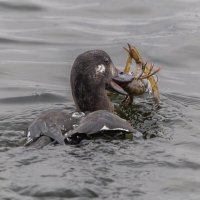 турпан. :: юрий макаров