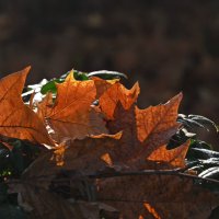 Немного про Осень... :: Николай Саржанов