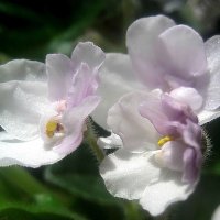 Фиалка :: Елена Семигина