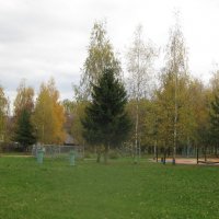 Эх, берёзки-ёлочки! :: Дмитрий Никитин