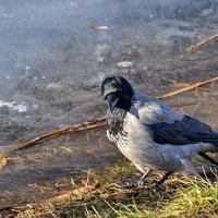 Почти домашняя ворона :: Alexandеr P