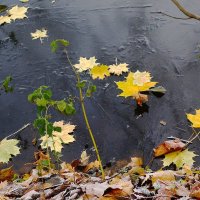 Этюды поздней осени :: Рита Симонова