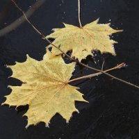 Этюды поздней осени :: Рита Симонова