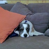 Чак :: Ольга Довженко