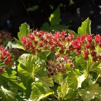 Пузыреплодник :: Freddy 97 Пузыреплодник :: Freddy 97