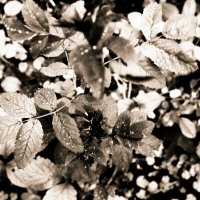 Фотография :: Денис Безногов