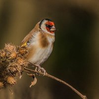 Щегол. :: Nik Lovec