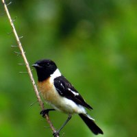 Чекан черноголовый. :: nadyasilyuk Вознюк