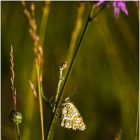 Летнее утро :: Валентин Котляров