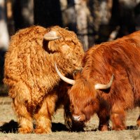 Отношения) :: Вячеслав Алтай