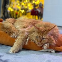 Я все вижу) за всеми слежу) :: Андрей Город