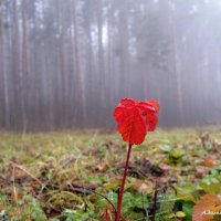 Последние краски ноября... :: Андрей Заломленков