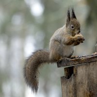 *** :: Николай Климович