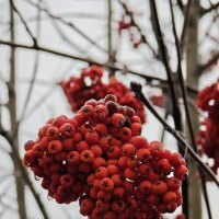 Осенняя Рябина :: Вероника Белкина