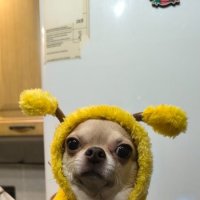 Костюм пчелки :: Венера Чуйкова