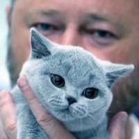 Кошки в Крокусе 29 ноября :: Михаил Бибичков