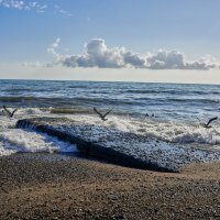 Пляж и чайки :: Александр Леонов Пляж и чайки :: Александр Леонов