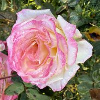 Роза :: Валентина .