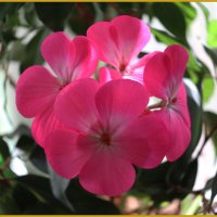 Герань на окне. :: Наталья Лунева 