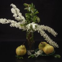 Натюрморт со спиреей и грушами. :: Лилия * Натюрморт со спиреей и грушами. :: Лилия *