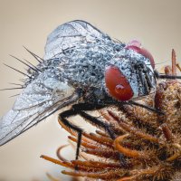 Муха. :: Александр Григорьев