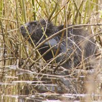 речной бобр или бобер :: gawrilа - dan