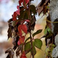 *** :: Павленко Михаил 