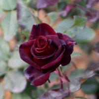 *** :: Павленко Михаил 