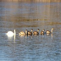 Лебединый строй. :: Милешкин Владимир Алексеевич 