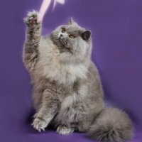 Британская длинношерстная кошка (британика, хайлендер). :: Светлана Ищенко