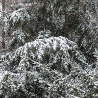 ... :: Светлана Ищенко