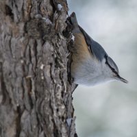 Поползень :: Виктор Иванович Чернюк