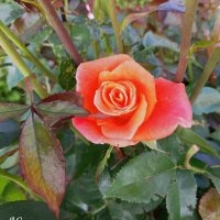 Розы, ах розы! :: Любовь Сахарова