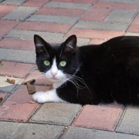 Кот :: Александр Лычагин