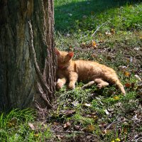 Кот :: Александр Лычагин