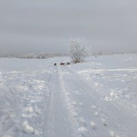 Зимние прогулки :: Anna Ivanova