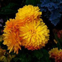 Хризантемы :: Валентин Семчишин