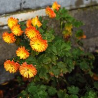 Конец ноября :: Юрий Гайворонскiий