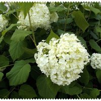 Pro гортензию :: Alisia La DEMA