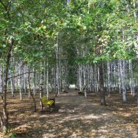 берёзовая роща :: Елена Шаламова