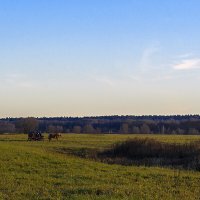 Катание по лугу :: Сергей Цветков