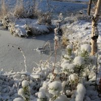 Свежий снег :: Ольга 