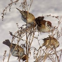 Воробушки :: Valentina K